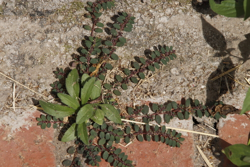 Euphorbia prostrata image