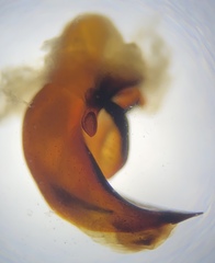 Pterostichus isabellae