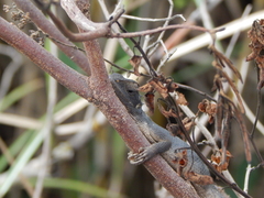Calotes versicolor