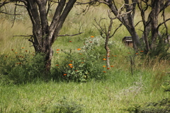 Tithonia rotundifolia image