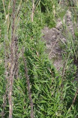 Bergbambos tessellata