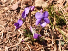 Viola prionantha