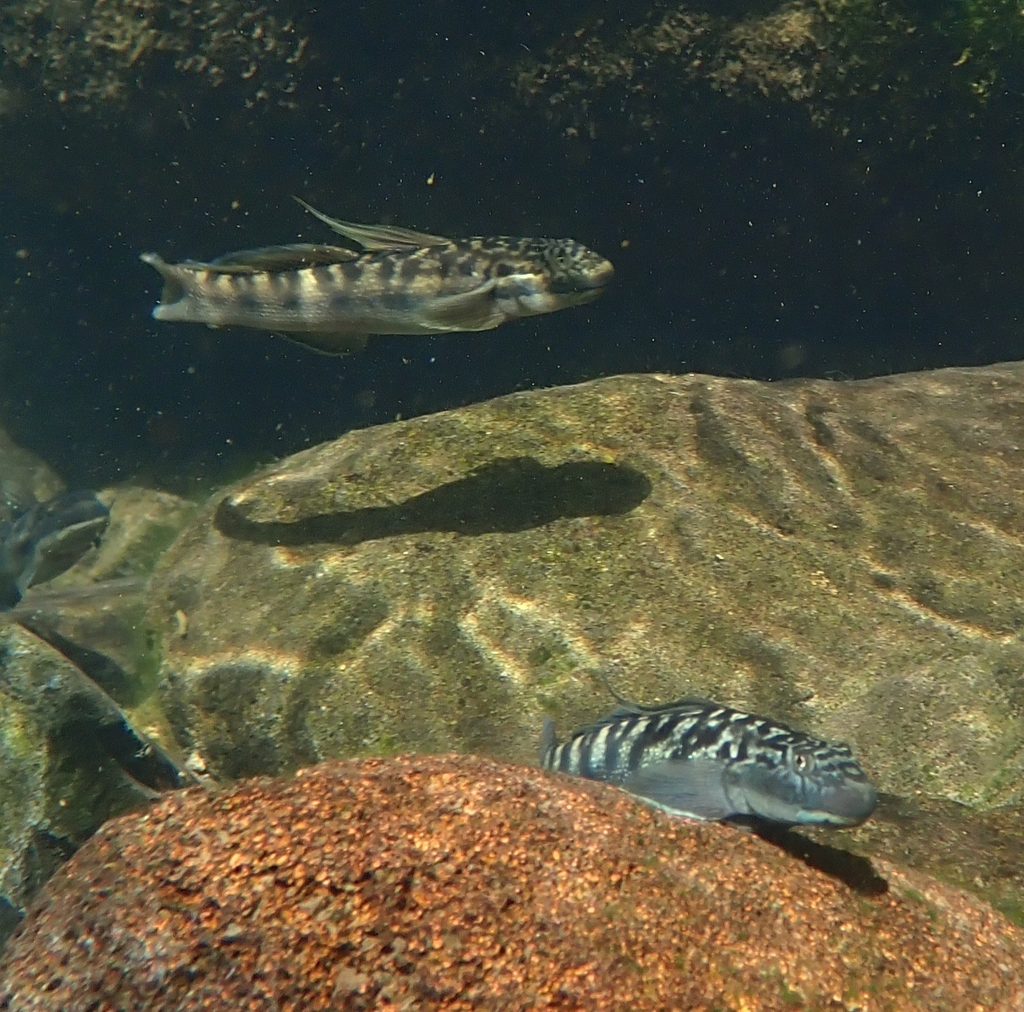 Nopoli Rockclimbing Goby