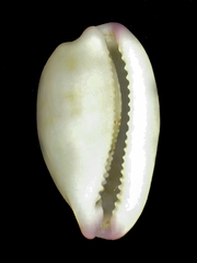 Purpuradusta microdon