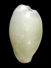 Purpuradusta microdon