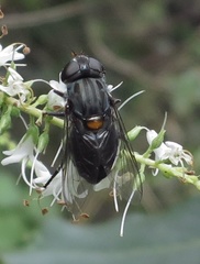 Helophilus hochstetteri