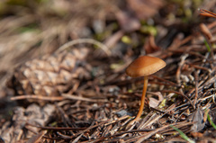 Strobilurus stephanocystis