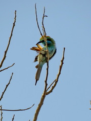 Merops cyanophrys cyanophrys