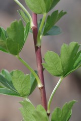 Polemannia grossulariifolia