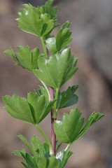 Polemannia grossulariifolia
