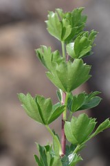 Polemannia grossulariifolia