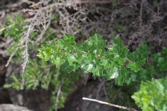 Polemannia grossulariifolia