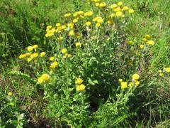 Helichrysum cooperi
