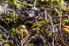 Strobilurus stephanocystis