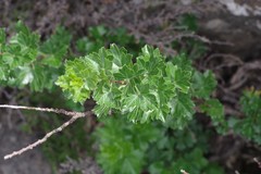 Polemannia grossulariifolia