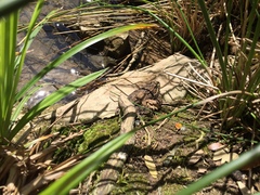 Pelophylax ridibundus