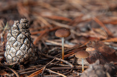 Strobilurus stephanocystis