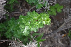 Polemannia grossulariifolia