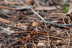 Strobilurus stephanocystis