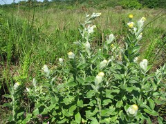 Helichrysum cooperi