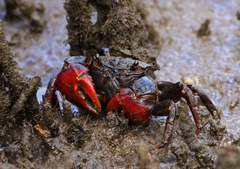Neosarmatium trispinosum