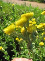 Helichrysum cooperi
