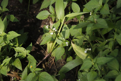 Ageratum conyzoides image