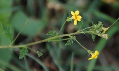 Jamesbrittenia micrantha image