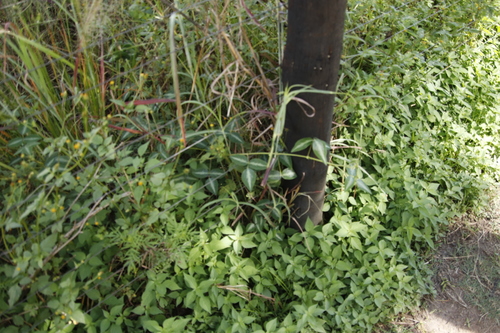 Desmodium uncinatum image