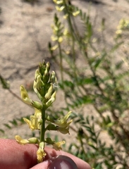 Astragalus douglasii