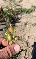 Astragalus douglasii