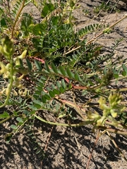 Astragalus douglasii