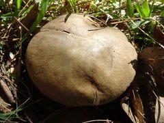 Phylloporus clelandii