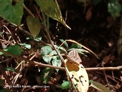 Lexias pardalis dirteana