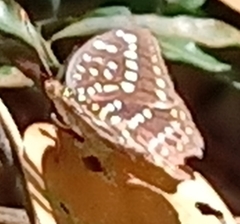 Lexias pardalis dirteana