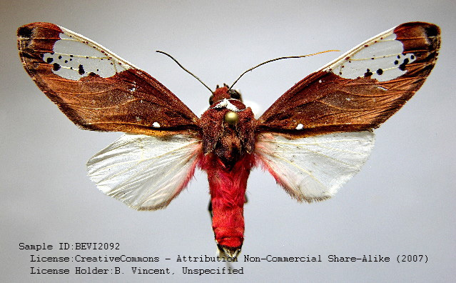 Bertholdia aroana