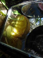 Phylloporus clelandii