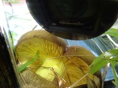 Phylloporus clelandii