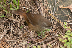 Sericornis frontalis harterti