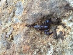 Euscorpius