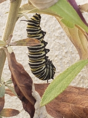Danaus plexippus