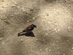 Passer domesticus