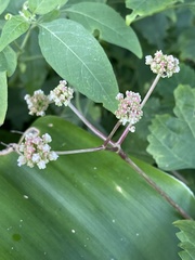Laportea peduncularis latidens