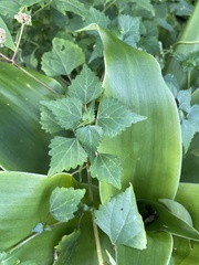 Laportea peduncularis latidens