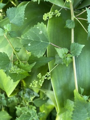 Laportea peduncularis latidens