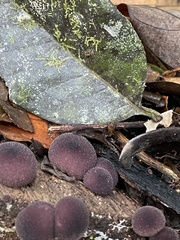 Lycoperdon fuligineum