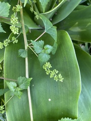 Laportea peduncularis latidens