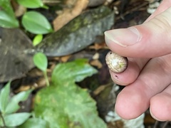 Lycoperdon fuligineum