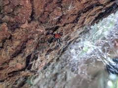 Nephilengys malabarensis