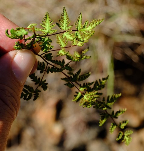 Cheilanthes dinteri image